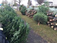Christmas Tree Sales image 9